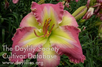 Daylily Dancing Flamingo